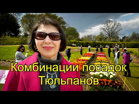 Видео: Vlog 377 - В каких комбинациях можно посадить тюльпаны