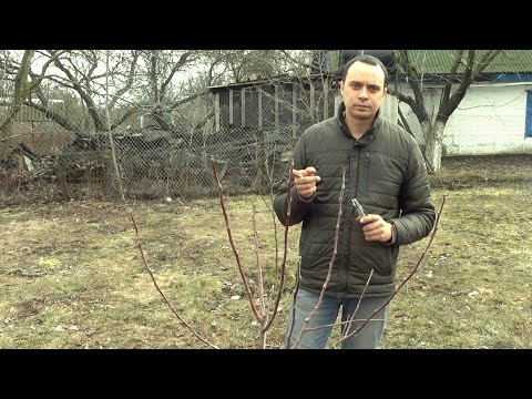 Видео: ФОРМИРОВКА ОБРЕЗКА МОЛОДОЙ ЯБЛОНИ ВЕСНОЙ
