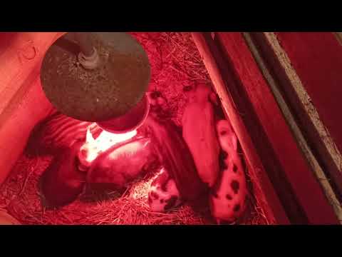 Видео: Чем лечить ПОНОС у ПОРОСЯТ? Лечение поросят.