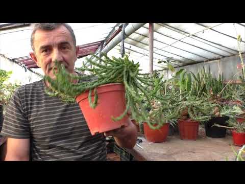 Видео: Горгона (Euphorbia caput-medusae.)