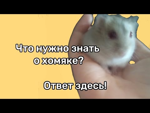 Видео: 💓Всё что нужно знать о хомяках!^^🖇️ первое видео #хомяк #факты #животные