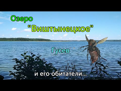 Видео: Виштынецкое озеро, его достопримечательности и обитатели. Гусев.