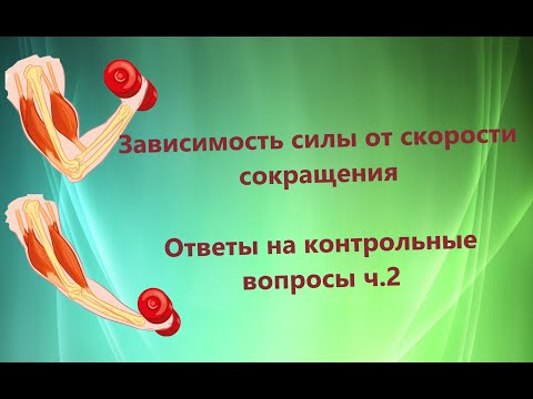 Видео: Зависимость силы от скорости сокращения. Вопросы на критическое мышление.