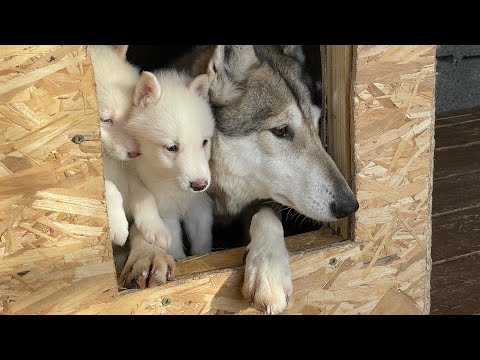 Видео: Волэнд ВЕГА снова приняла подкидышей 😱 Волк Братиш допустил к себе Арью.