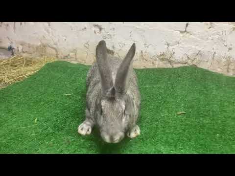 Видео: Радянська шиншила ! Як вибрати правильно кролика!