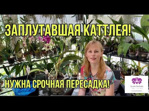 Видео: Заплутавшая ОРХИДЕЯ КАТТЛЕЯ! Нужна срочная пересадка!