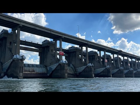 Видео: Под плотиной реки Огайо жил гигантский плоскоголовый сом.
