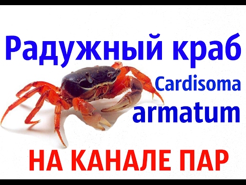 Видео: Радужный краб Cardisoma armatum.