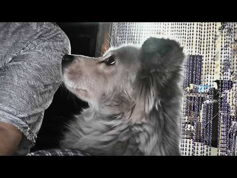 Видео: Бродячий пёс семь лет был со мной до глубокой ночи; эта связь врезалась в меня, её не разорвать.