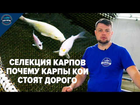 Видео: Карпы Кои - породы, расцветки и стоимость