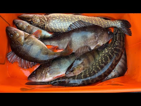 Видео: MIFINE NANO JIG 1.68m 0,5-2 гр . Работа спиннинга с крупной рыбой.