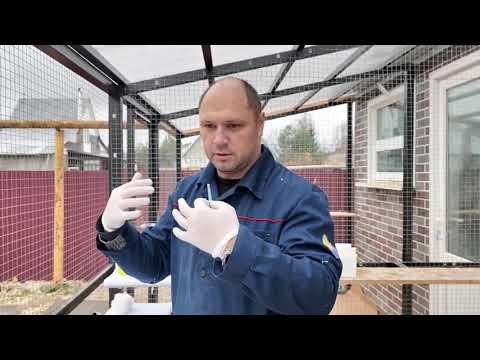 Видео: Вакцинация голубей. Самостоятельная техника внутримышечной инъекции