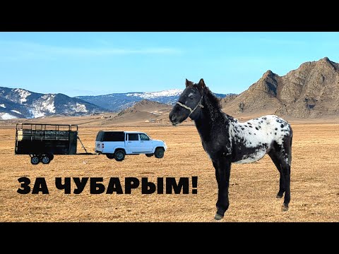 Видео: В ПОИСКАХ САМОГО КРАСИВОГО ЖЕРЕБЁНКА НА АЛТАЕ!