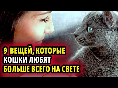 Видео: 9 ВЕЩЕЙ, КОТОРЫЕ КОШКИ ЛЮБЯТ БОЛЬШЕ ВСЕГО НА СВЕТЕ. УЧЕНЫЕ РАССКАЗАЛИ ПОЧЕМУ.