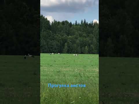 Видео: Пять аистов