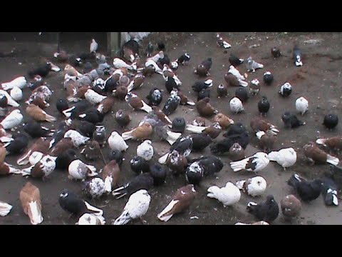 Видео: Николаевские голуби