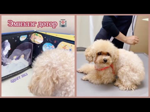 Видео: Вакцинаа хийлгээд ирлээ. Toy poodle Moco