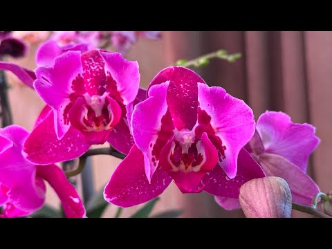 Видео: Пересадка в кайф ! Разные системы посадок для Орхидей 