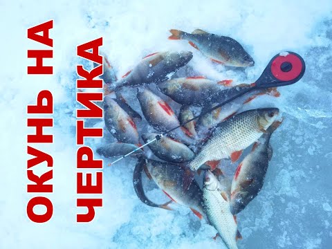 Видео: Поставил "ЧЕРТИКА" и ПОПЕРЛО! Окунь в январе