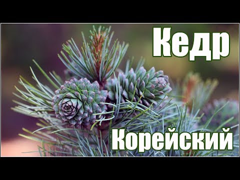 Видео: Кедр корейский или корейская кедровая сосна - размножение семенами - эксперимент