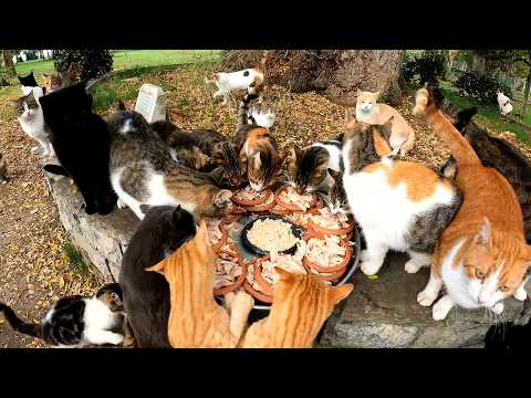 Видео: Сколько кошачьих сердец может затронуть один человек всего за один час?