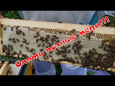 Видео: Шестирамочники-опять полные магазины меда.