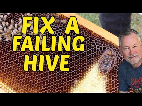 Видео: Пчеловодство | Как спасти разваливающийся улей и помочь ему пережить зиму