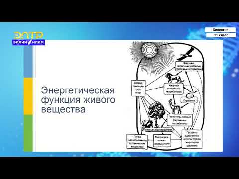 Видео: 11-класс | Биология |  Биосфера. Ноосфера