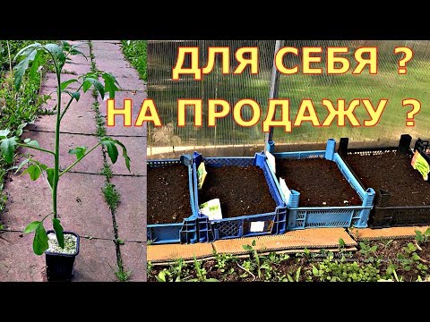 Видео: ОПЫТ продавцов рассады с ПОЛЬЗОЙ для себя