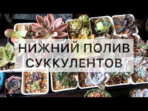 Видео: Нижний полив суккулентов