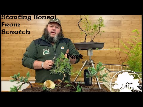 Видео: Создание бонсай из рассады — Greenwood Bonsai