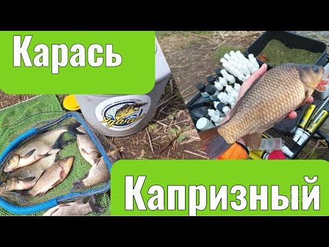 Видео: Ловлю капризного карася !