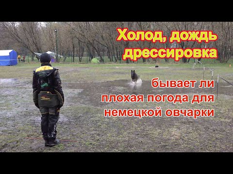 Видео: Немецкая овчарка.Люберцы
