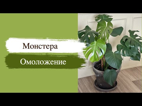 Видео: №59. Монстера. Как привести ее в порядок? Обрезка большой Монстеры делициоза (деликатесной)