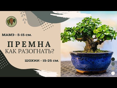 Видео: Как разогнать премну? От мамэ до шохин @Studio.Bonsai