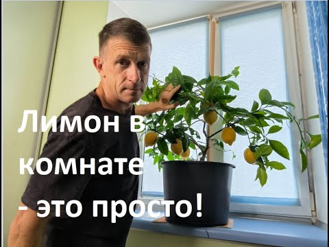 Видео: Как вырастить лимон на окне.