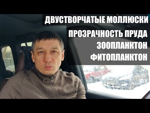 Видео: Двустворчатые моллюски. Прозрачность пруда. Зоопланктон. Фитопланктон
