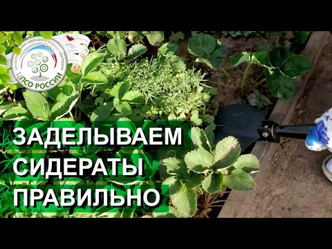 Видео: ЗАДЕЛЫВАЙТЕ СИДЕРАТЫ ПРАВИЛЬНО. Что важно учесть при заделке сидератов.