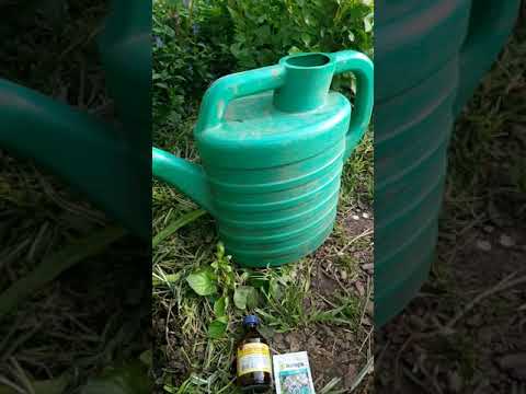 Видео: Часть 1. Хлороз железа у розы и почвенные вредители, как они связаны. Препараты против вредителей.