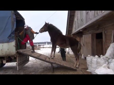 Видео: Погрузка лошади в коневоз "Газель".