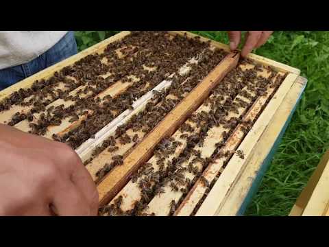 Видео: Формирую семью воспитательницу 25.05.2018