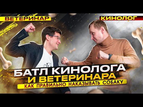 Видео: Как правильно наказывать собаку? Батл кинолога и ветеринара!