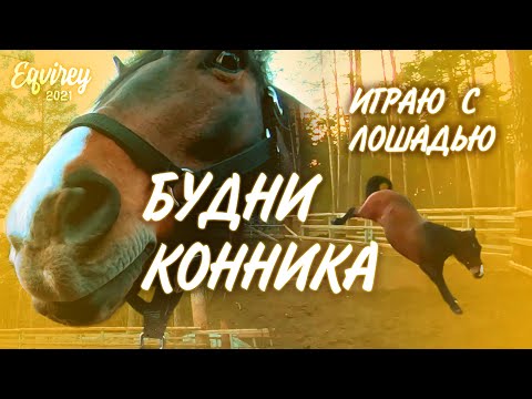Видео: МОЙ ОБЫЧНЫЙ ДЕНЬ В КОНЮШНЕ | игры с лошадью | GoPro