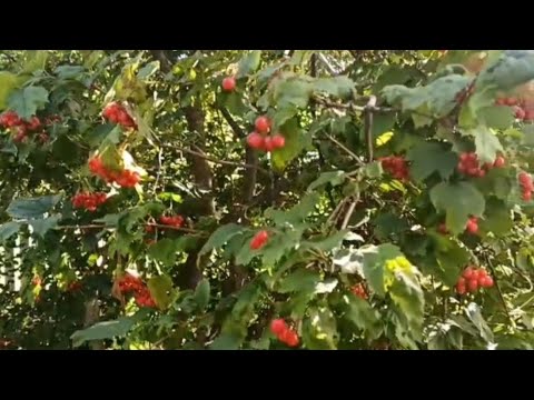Видео: Нужно всего лишь приловчиться/Ну нормалёк ведь❗☺️