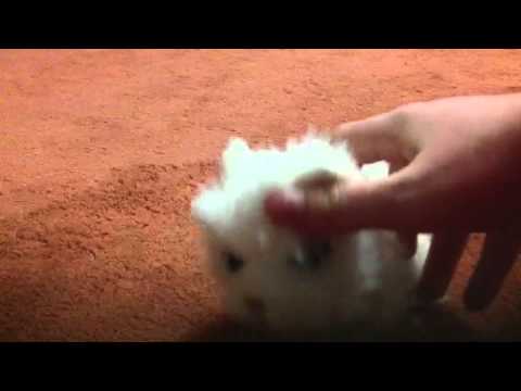 Видео: Моя коллекция the dog collection!