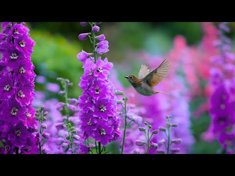 Видео: Самая красивая музыка для души 🌺 Слушайте и чувствуйте умиротворение 🌿 Sergey Grischuk