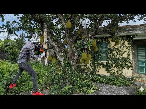 Видео: После спила большого старого джекфрута сад у озера зарос бурьяном.