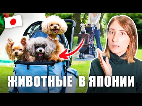 Видео: ЗВЕРСКИЕ цены и странные правила. Содержание домашних питомцев в Японии