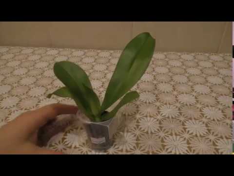 Видео: 🔵 Посадка подростка орхидеи Биондоро. От А до Я.