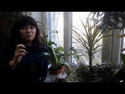 Видео: Родственник Гиппеаструма - ГЕМАНТУС. Общее описание, УХОД и РАЗМНОЖЕНИЕ.